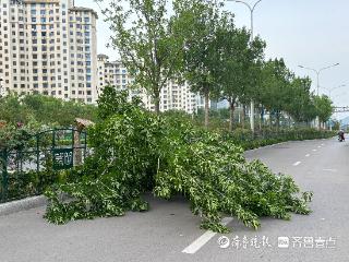情报站|小心大风天！济南望岳路行道树被拦腰吹断，外出注意安全