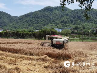 兴义“小麦小面积超高产示范”揭榜挂帅喜获丰收