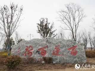 淮北杜集区：“国企联村”激活现代农业“一池春水”