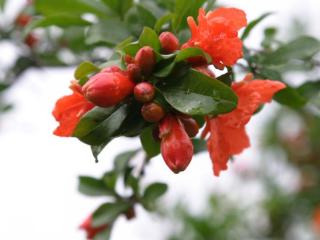 安徽省怀远县第七届榴花节本周启幕