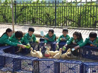河北献县：田间耕耘强技能 基地实践润童心