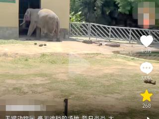 大象被烈日暴晒，猴子胎盘裸露在外？无锡动物园回应“动物生存环境差”