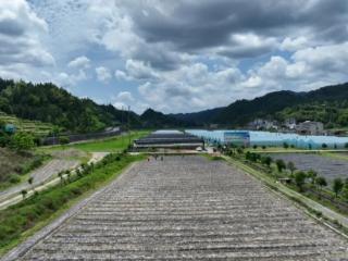 三穗：辣椒产业“辣”出乡村振兴新路径