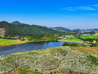江西吉水：栀子花开香满村