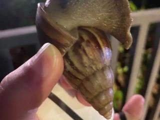 深圳雨后惊现手掌大的蜗牛 千万别碰