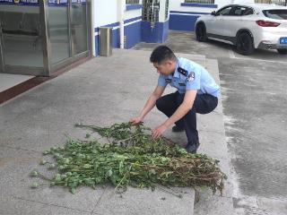 启东王鲍派出所：“拉网”铲罂粟，筑牢禁毒防线