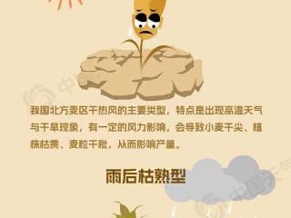 北方冬麦区或现3天以上干热风 一图了解干热风灾害如何防御