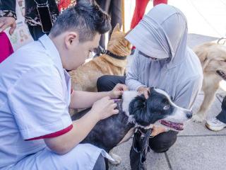 景宁开展“犬风铃”狂犬病防控宣传