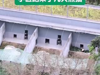 小区跑来几只大熊猫？重庆一“猫景房”走红，动物园回应