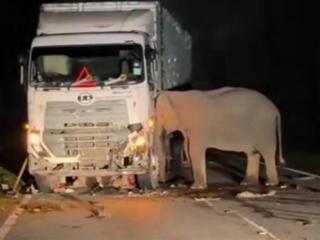 小象高速上被撞身亡：母象头抵着卡车7个小时不愿离去