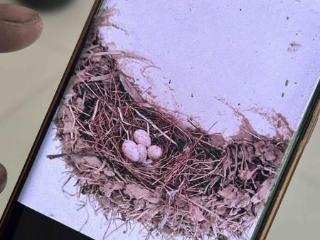 拆迁在即 村民牵挂自家屋檐下的燕子宝宝怎么办