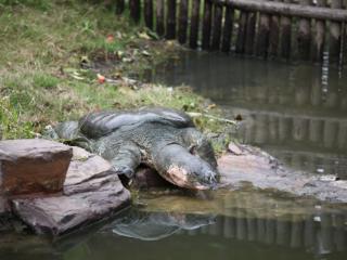 民间悬赏寻“水中大熊猫”斑鳖引关注 黄山学院专家：从个人角度不鼓励