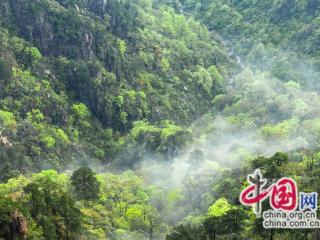 只有一个黄山：初夏山花绚烂拉满画面饱和度
