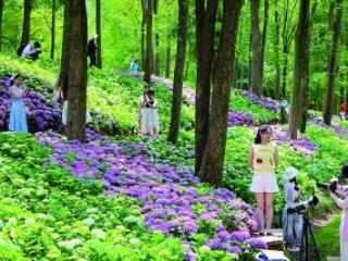 中山植物园4000株 大叶绣球绽放