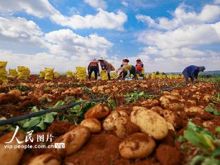 云南陆良：小春马铃薯喜丰收