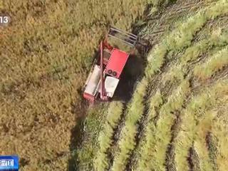 机械化收割、“一喷三防”全覆盖 为夏粮丰收保驾护航