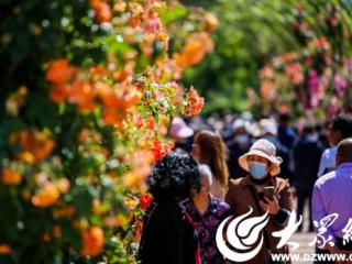 莱州：月季竞芬芳 香引万客来