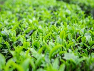 英德红茶区域公用品牌价值51.78亿元