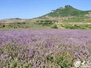 沂山论“健”丨一脉药香越千年 潍坊临朐中医药产业发展解码