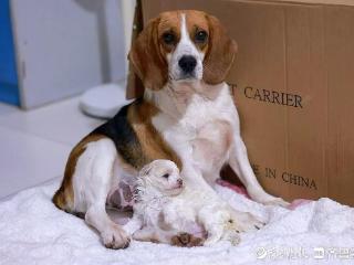 犬克隆技术新突破！AI辅助去核克隆犬在青岛农业大学诞生