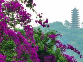 初夏邂逅“幸福花海”！重庆两江新区三角梅盛放映衬城市脉动