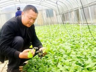 雨生百谷夏将至 烤烟大田移栽背后的科技密码