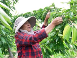 江苏睢宁：黄河故道车厘子红