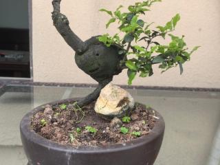 求购不成深夜偷盗！男子为两盆价值万元盆栽“上头”