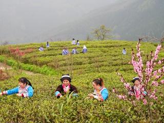 凌云十二万亩茶海翻涌碧浪