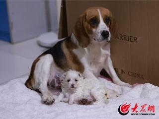 科技让生命延续 AI辅助去核克隆犬在青岛农业大学诞生并健康存活