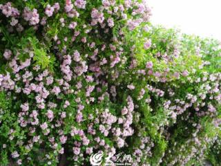 四季岚山｜安东卫街道南茶北引主题公园：宁静浅夏 蔷薇盛放