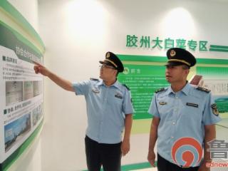 科技护种 品牌兴农——胶州大白菜走出知产强农路？