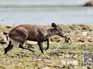 首次发现！丹江口湿地公园惊现毛冠鹿