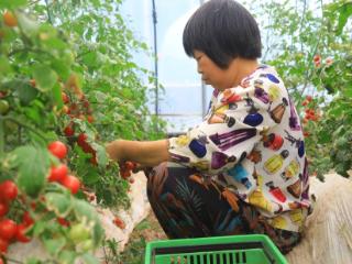 “水果番茄”变身枝头宝石！四川乐至特色“樱桃番茄”抢鲜尝