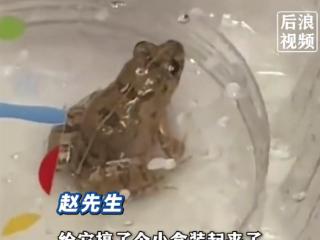 女子盒马买生菜清洗发现活体青蛙 因喜欢小动物决定饲养