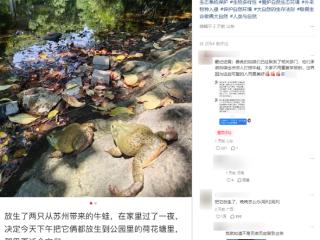 女子自曝在上海公园放生外来物种美国牛蛙 官方：很难捕捞