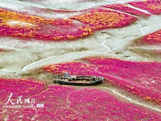 青岛红海滩湿地风光