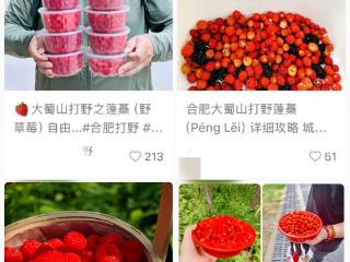 市民热衷大蜀山“打野”？公园回应：不仅违规也不安全