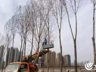 济宁市任城区高效解决驻区部队营区杨树修剪难题
