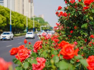16万株月季邀你——来经开 走花路