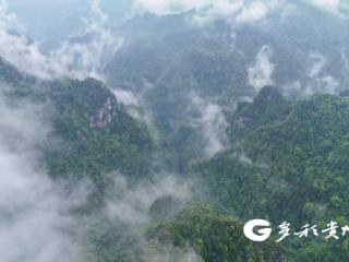 贵州：“黑叶猴王国”迎来初夏盛宴