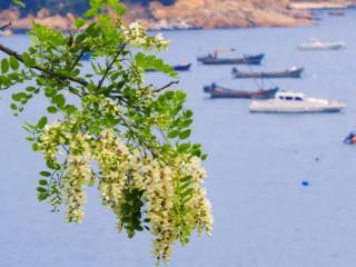 槐香满城，威海槐花季开启，五月限定浪漫
