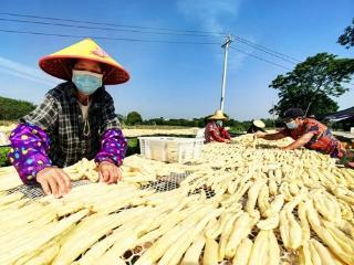 博白县三滩镇：小小黄瓜变身致富“金瓜” 撑起乡村振兴大产业