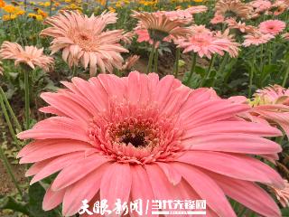 织金县马场镇：200余棚非洲菊盛花期开启