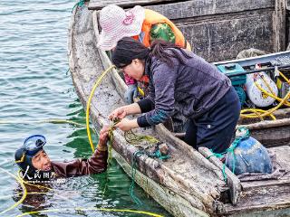 山东荣成：“海底造林”守护生态