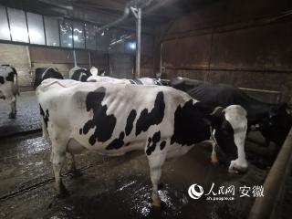“牛”技术，助力养好牛