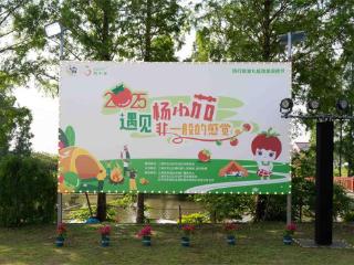 为期45天，宝山区杨行镇第九届蔬果采摘节开幕