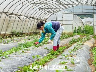 织金县上坪寨乡：千亩坝区成为群众的“致富田”