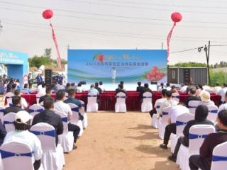 “油”你更美好 “桃”醉张家洼2025济南市莱芜区油桃采摘旅游季正式启幕
