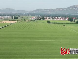 石家庄市鹿泉区：紧抓小麦灌浆期管理 力保夏粮稳产增收